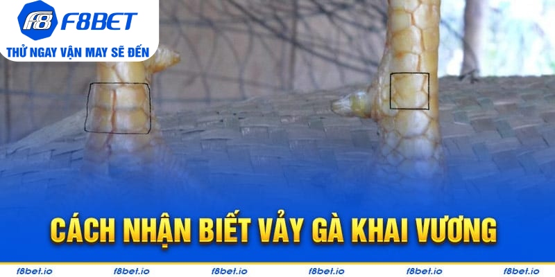 Cách nhận biết vảy gà khai vương chuẩn cho kê thủ
