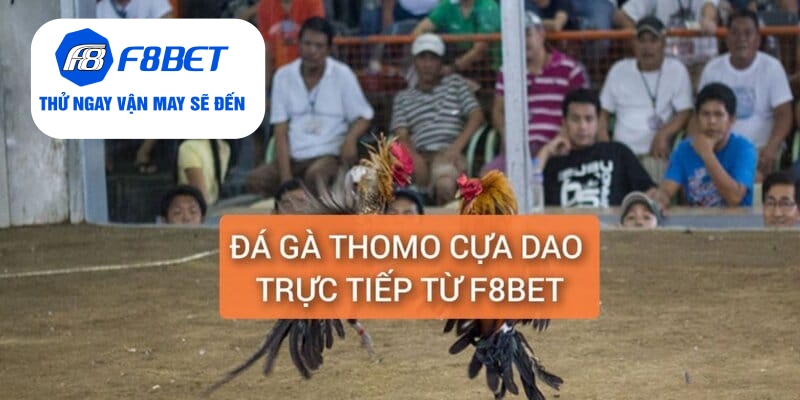 đá gà Thomo cựa dao
